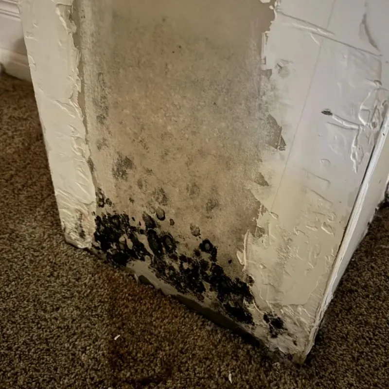 Professional Mold Removal in Fussels Corner, FL